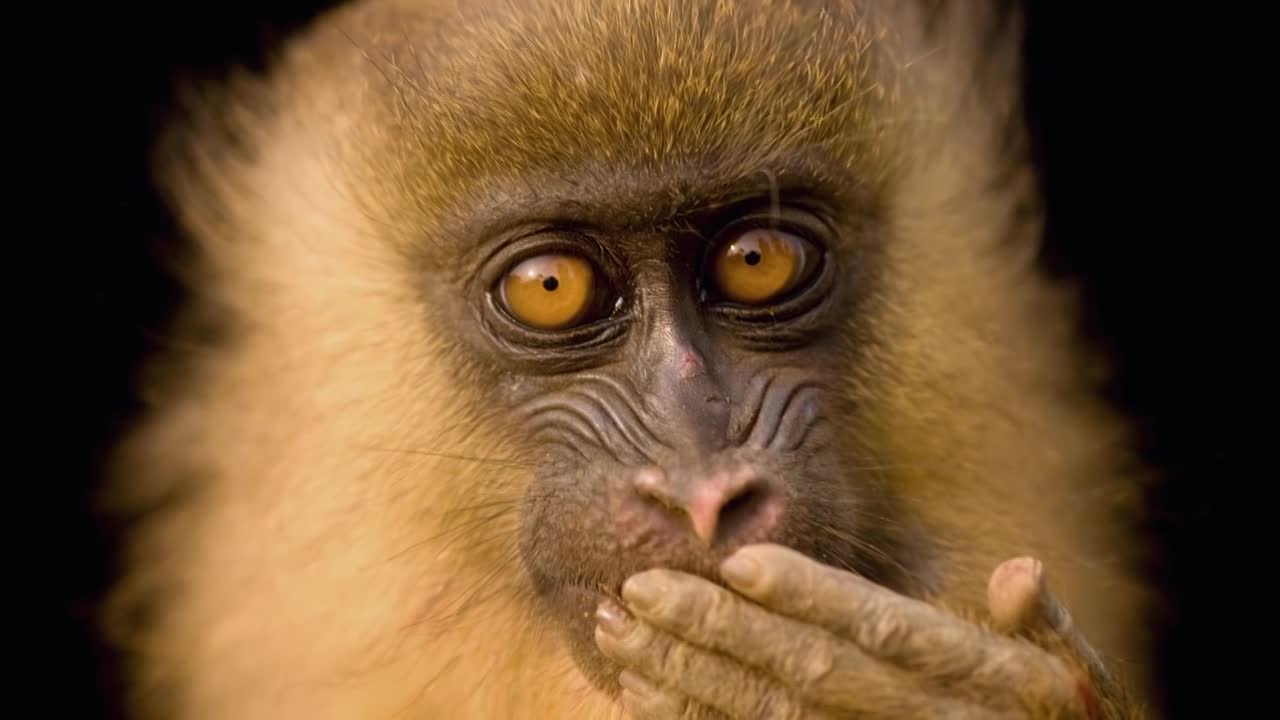 Thumbnail for National Geographic Photo Ark Steiff Partnership