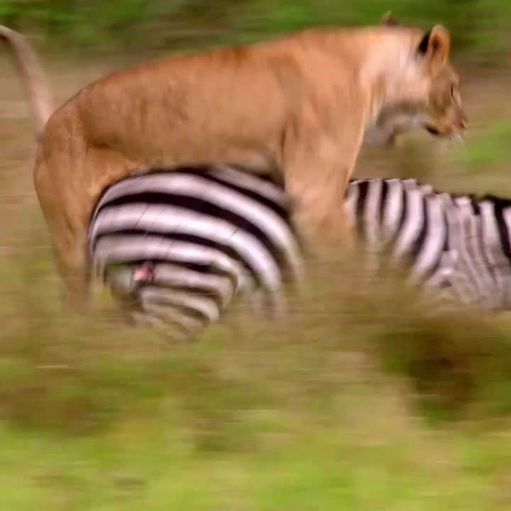 Thumbnail for Most Expensivest - Circle of Life
