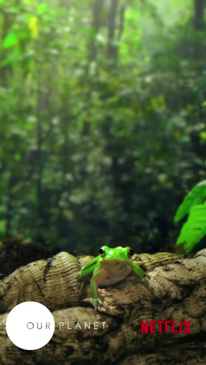 Thumbnail for Frog