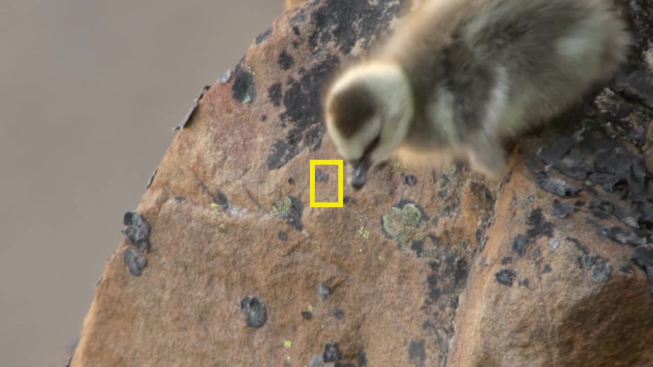 Thumbnail for Hostile Planet Tweet Spot (90 w”)