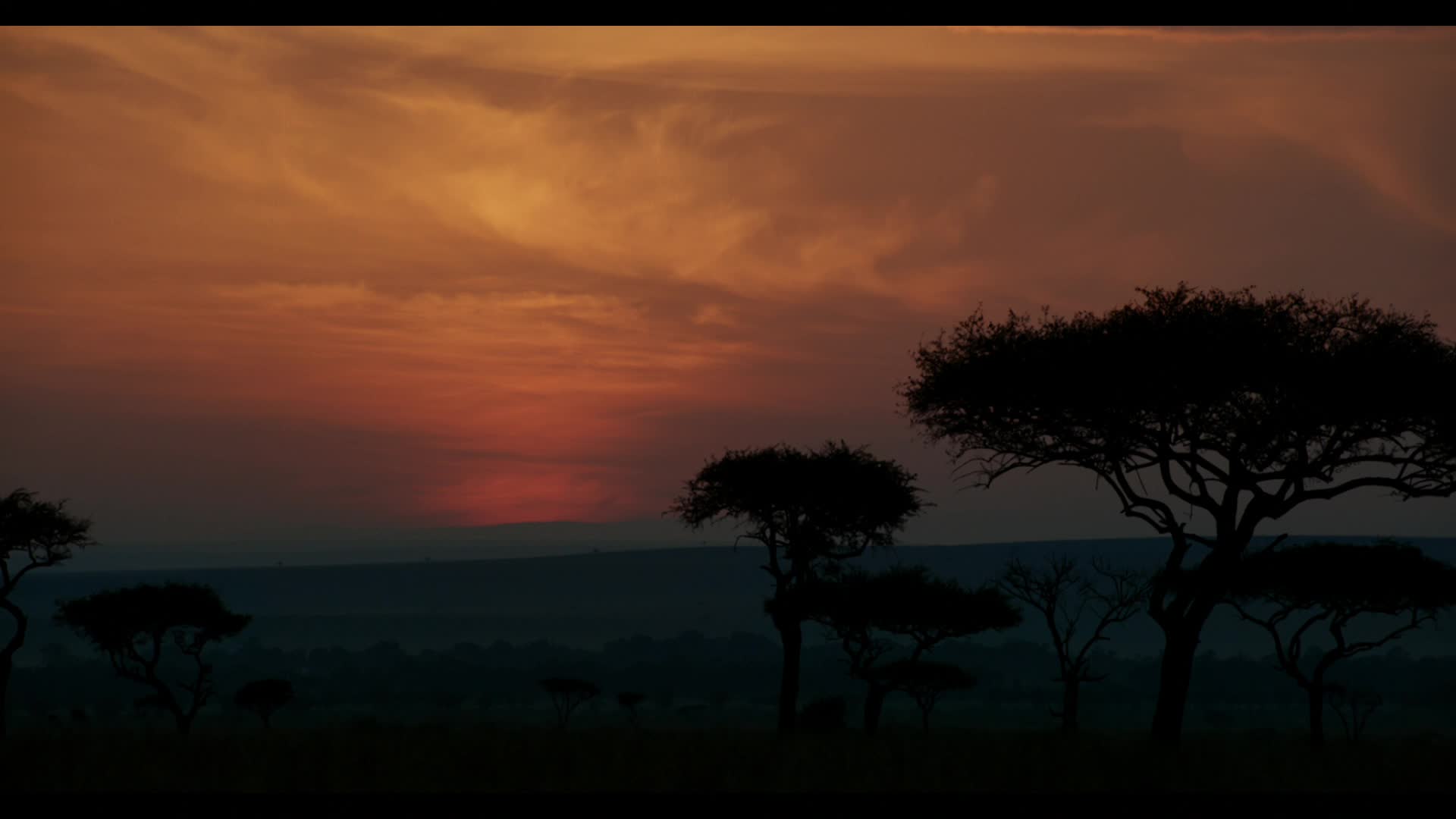 Thumbnail for The Lion King,