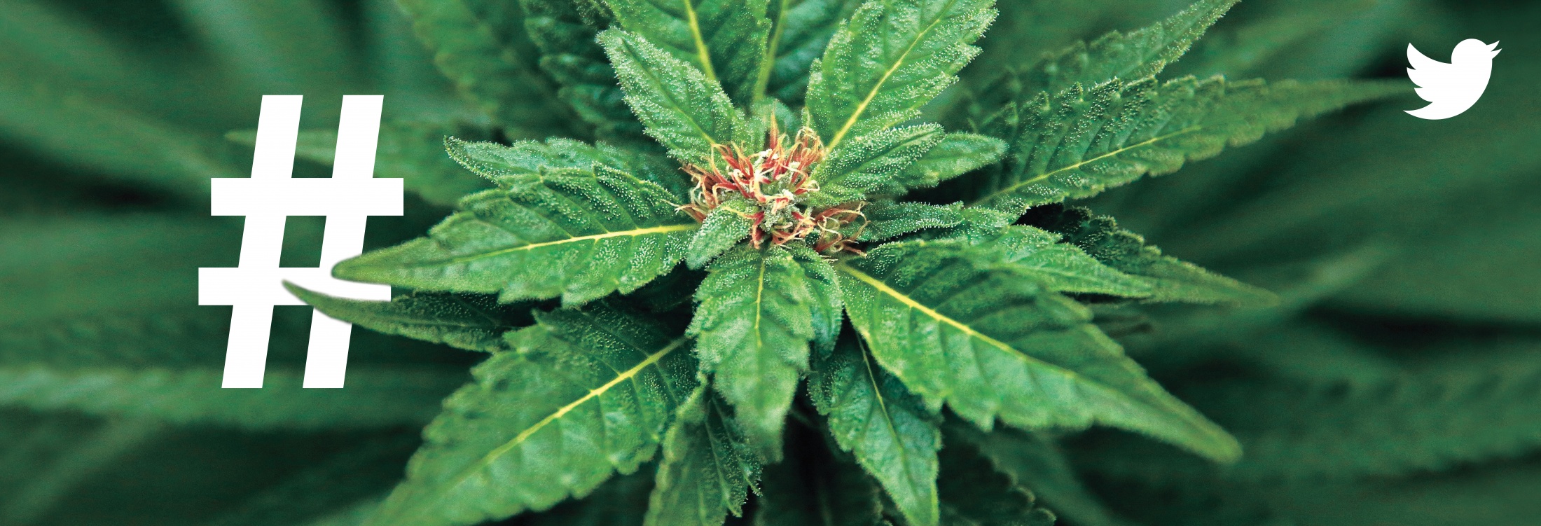 Thumbnail for Cannabis