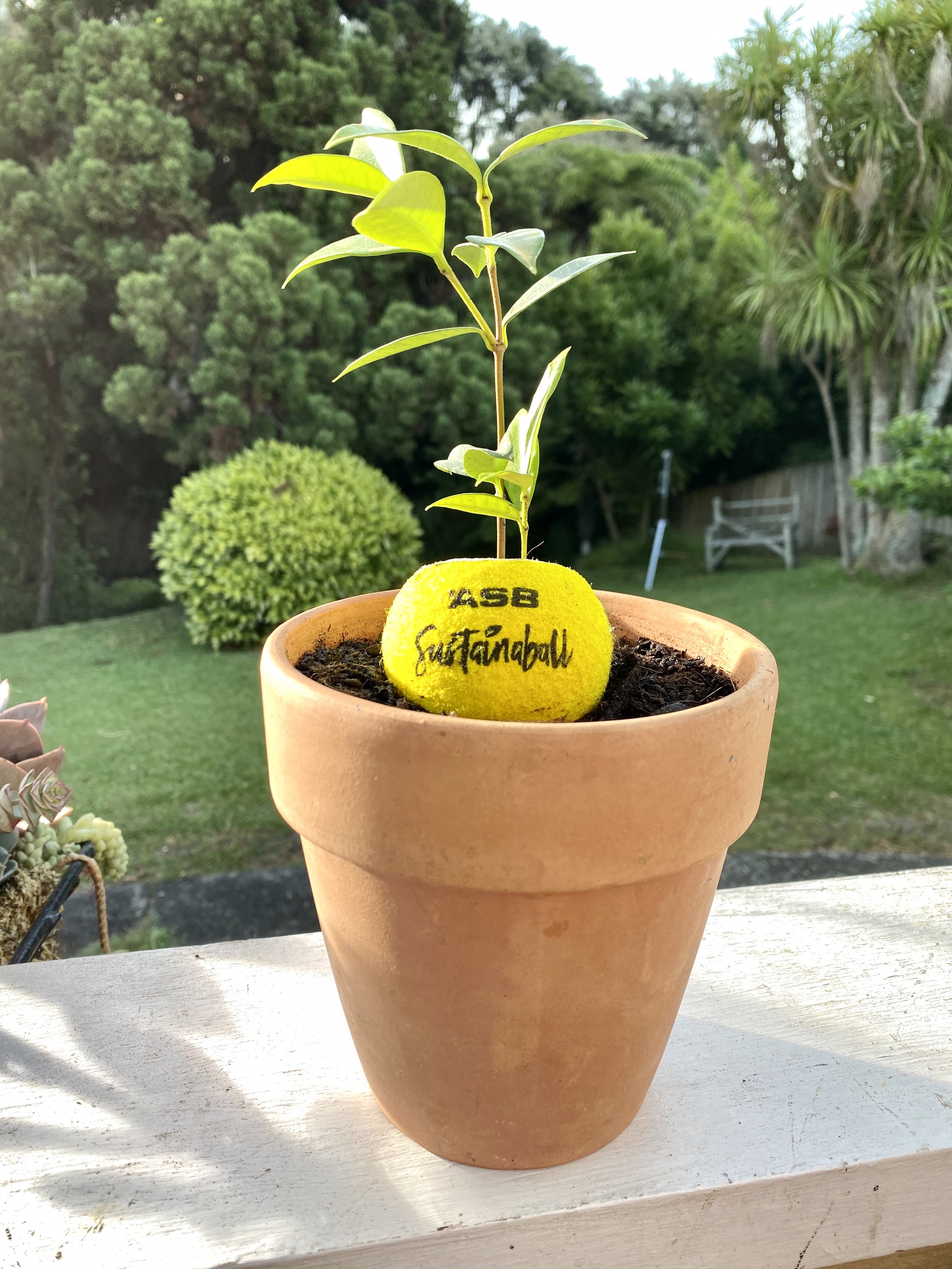 ASB Bank Sustainaball A biodegradable tennis ball that plants a