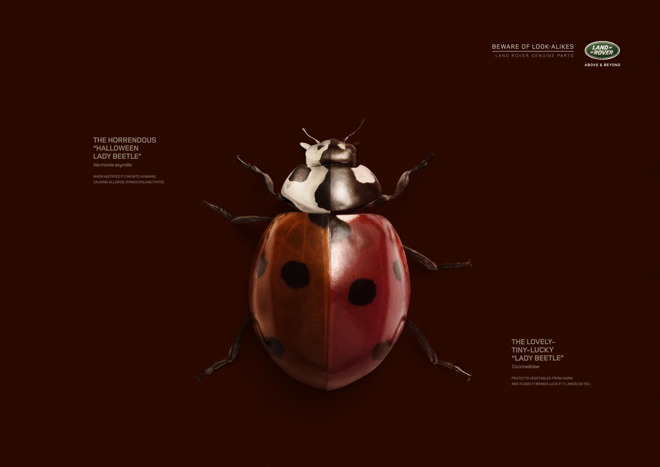 Thumbnail for Beetle