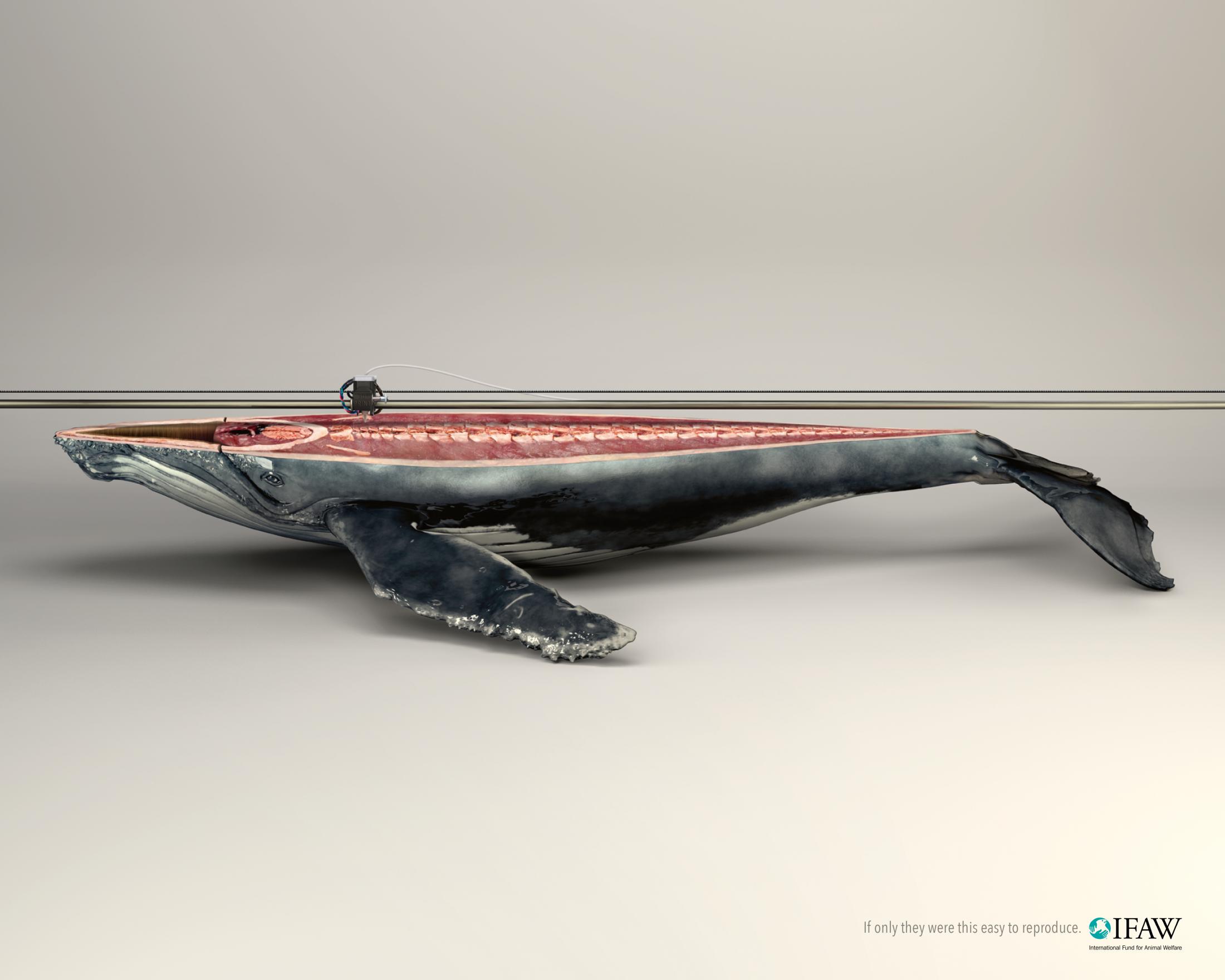 Thumbnail for 3D Printer/whale