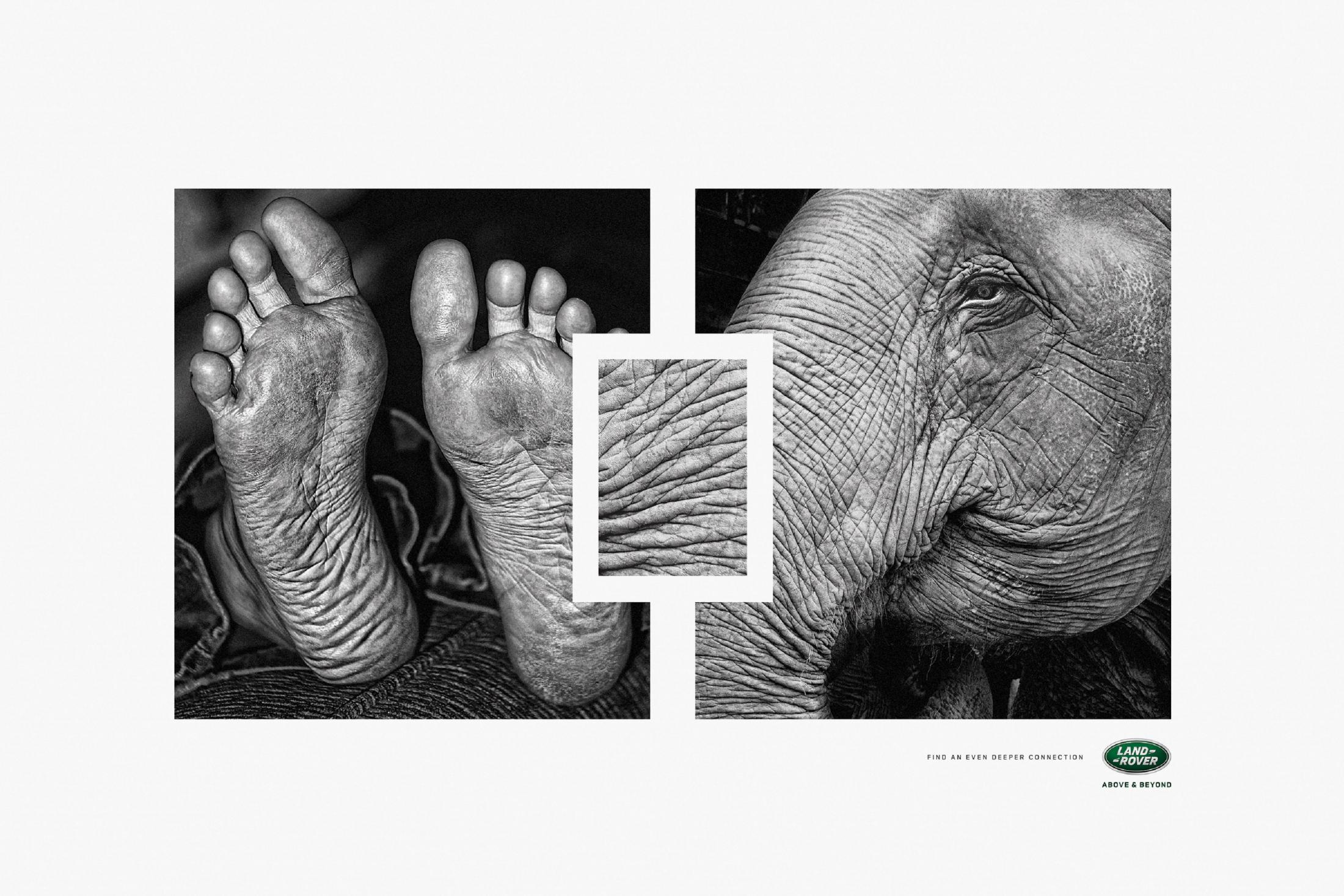 Thumbnail for Elephant