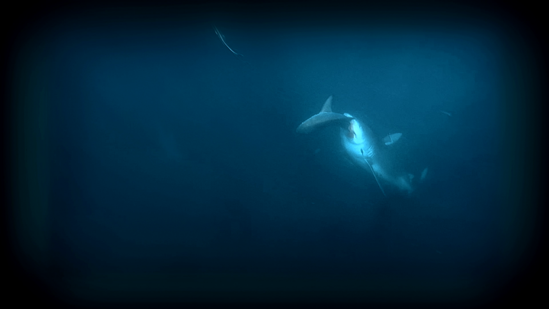 Thumbnail for Sharkfest 2017