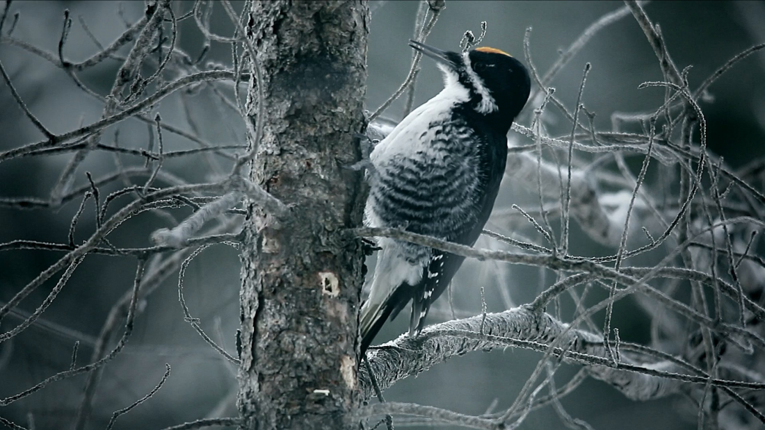 Thumbnail for Woodpecker