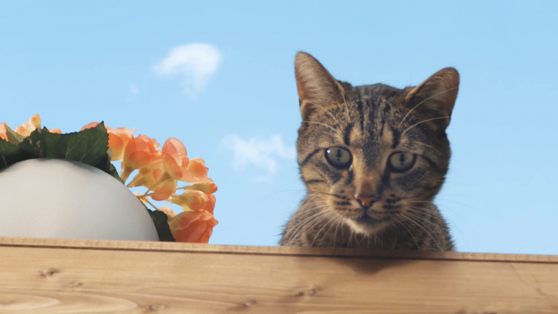 Thumbnail for Tenacious Cat