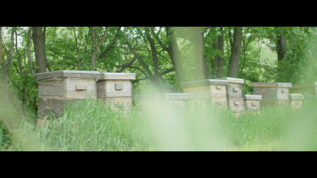 Thumbnail for Signed by bees