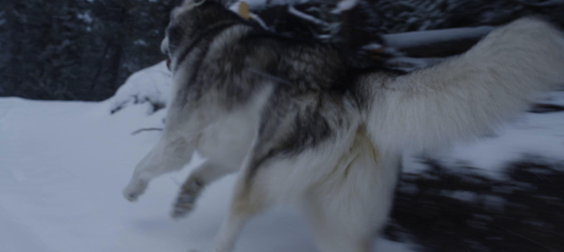 Thumbnail for Wolves