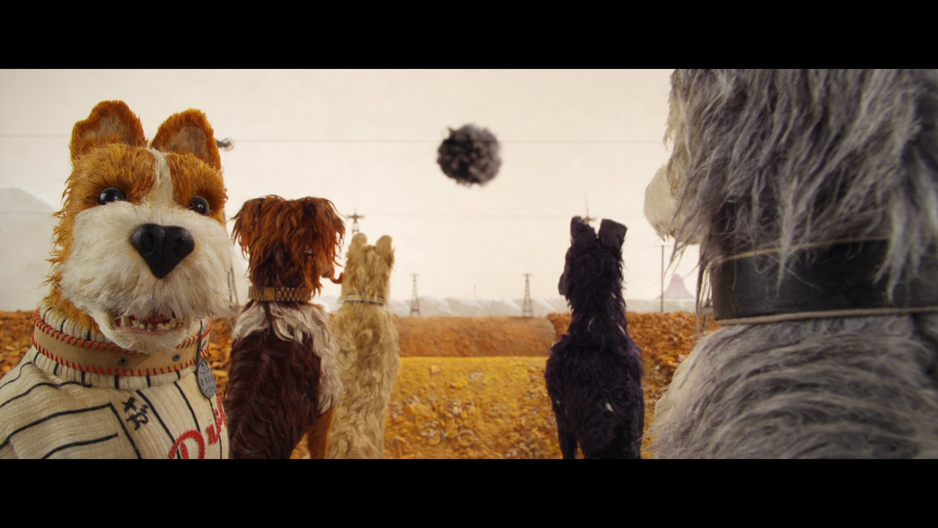 Thumbnail for Dogs