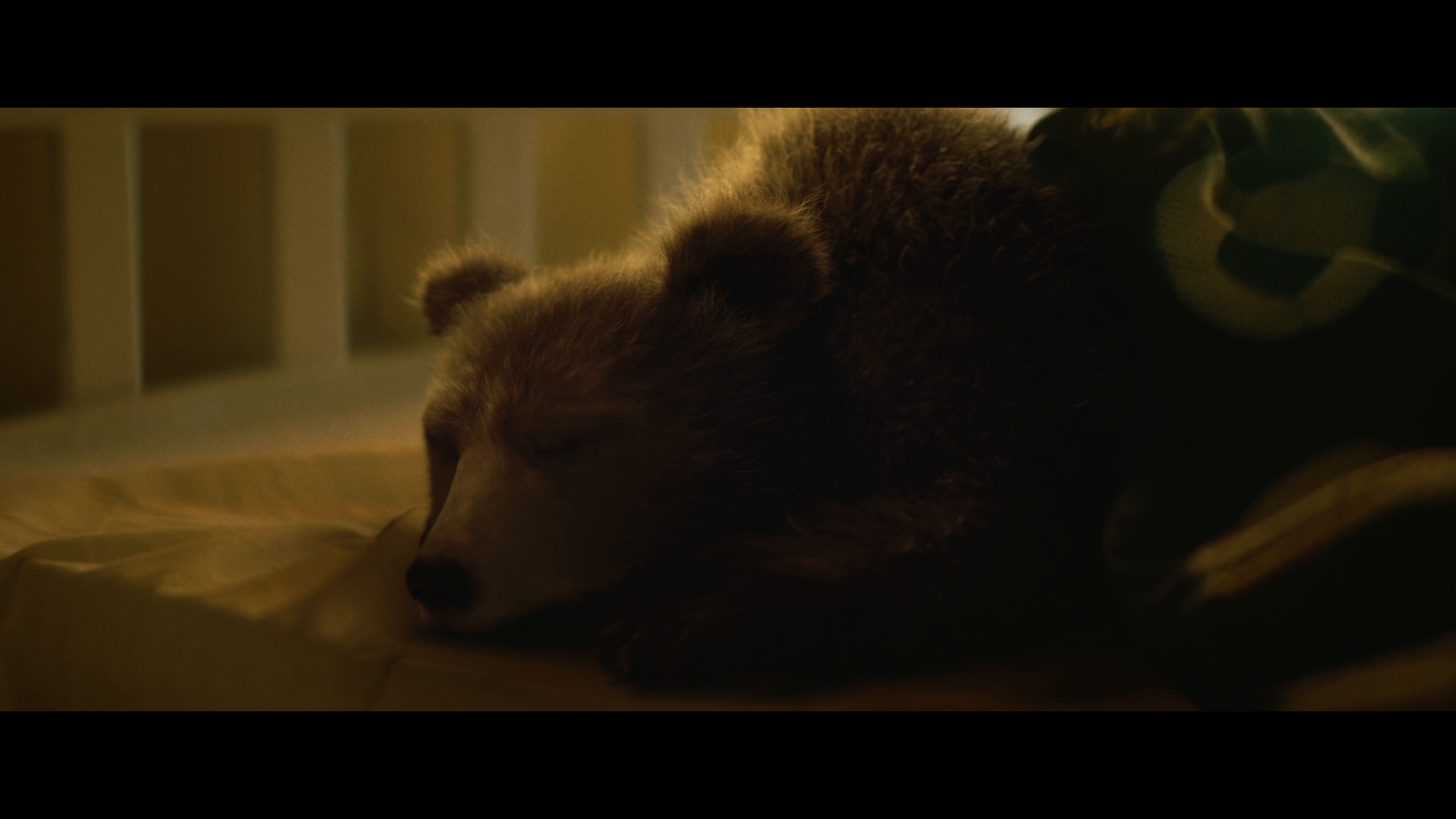 Thumbnail for Bears