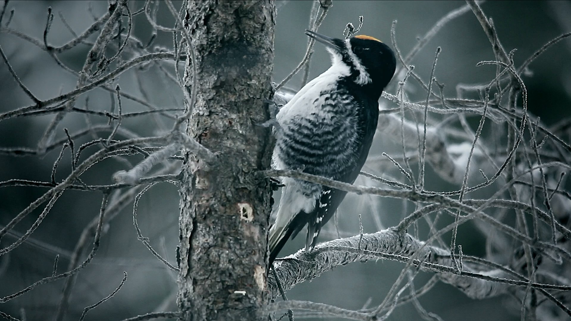 Thumbnail for Woodpecker