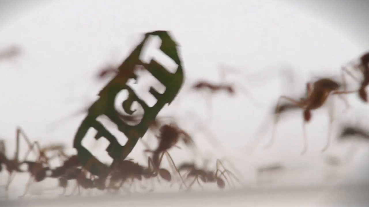 Thumbnail for The Ant Rally