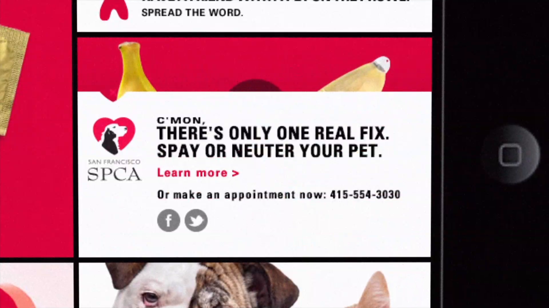 Thumbnail for San Francisco SPCA Animal Instincts Pet Condoms