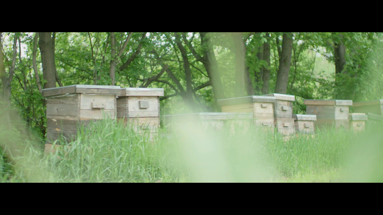 Thumbnail for Signed by bees